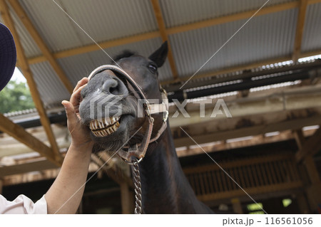 馬を診察する獣医さん 116561056