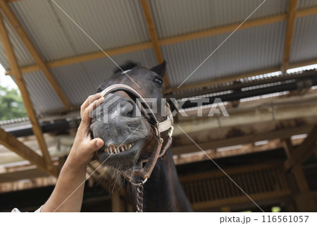 馬を診察する獣医さん 116561057