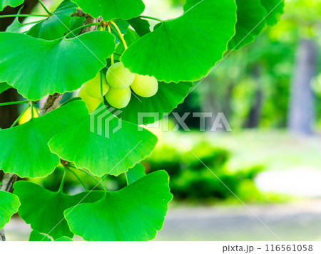 みずみずしい新緑の景色　実り始めたギンナンの実 116561058