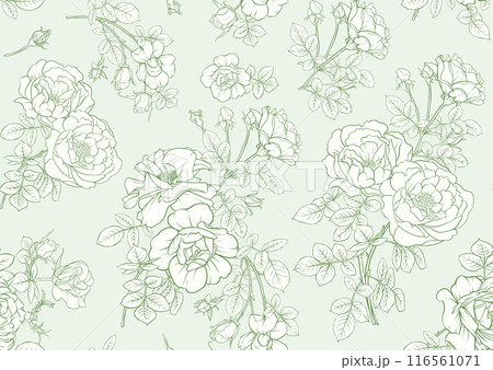 Rose flowers. Outline vector. Rose flowers. Outline vector. 116561071
