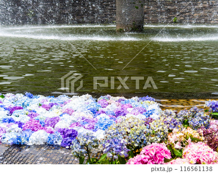 水に浮かぶカラフルな紫陽花 水に浮かぶカラフルな紫陽花 116561138