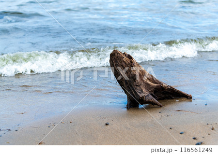 砂浜の波打ち際に漂着した流木 116561249