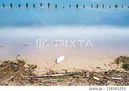 夏の琵琶湖の湖岸に打ち上げられた魚の死骸を長時間露光で撮影した景色 夏の琵琶湖の湖岸に打ち上げられた魚の死骸を長時間露光で撮影した景色 116561253
