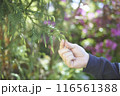 杉の新芽を採取する 116561388