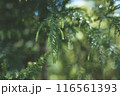 杉の新芽を採取する 116561393