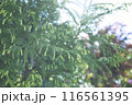 杉の新芽を採取する 116561395