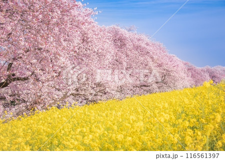 桜と菜の花 116561397