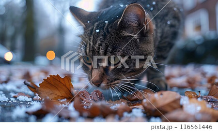 Cute kitten explores the snowy forest, its curious eyes and playful demeanor captured in a close-up portrait amidst natures beauty 116561446