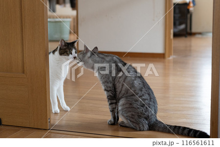 顔を近づける二匹の猫　キジトラ・サバトラ猫 116561611