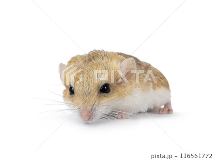 Fat tailed gerbil on white background Fat tailed gerbil on white background 116561772