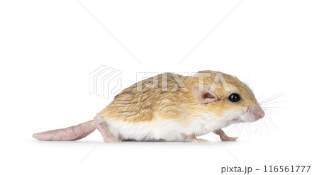 Fat tailed gerbil on white background 116561777