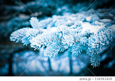 Winter frost on spruce tree close-up . Winter frost on spruce tree close-up . 116561820