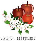 赤いリンゴとリンゴの花のイラスト 116561831