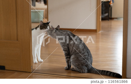 顔を近づける二匹の猫　キジトラ・サバトラ猫 116561866