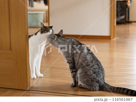 顔を近づける二匹の猫 キジトラ・サバトラ猫 顔を近づける二匹の猫 キジトラ・サバトラ猫 116561867