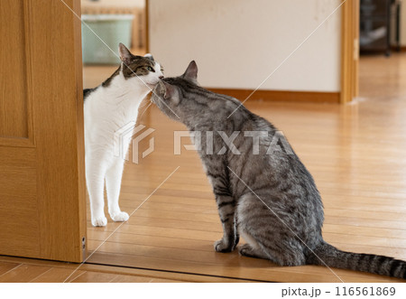 顔を近づける二匹の猫　キジトラ・サバトラ猫 116561869