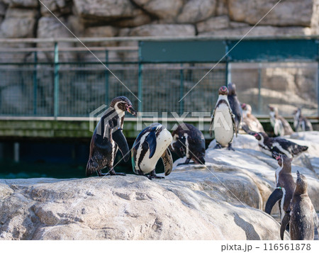 ペンギン ペンギン 116561878