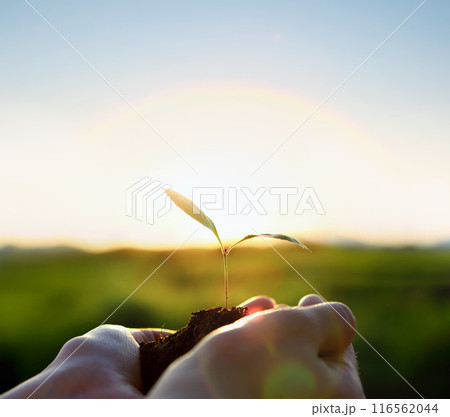 A hand with a sprout in its hand, stretching out its arms towards the sun and rainbow, symbolizing life, growth and hope, and a precious natural environment concept 116562044