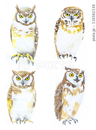 アナログタッチ、手描き風の梟、ワシミミズク、フクロウのイラストセット　AI生成画像　 116562138