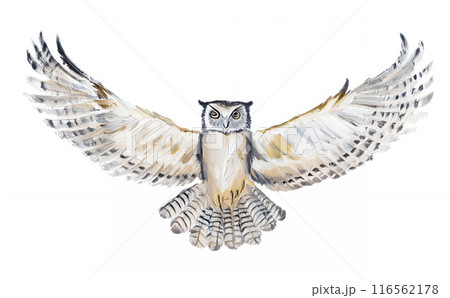 油絵、アナログタッチ、手描き風の梟、羽ばたく、空を飛ぶワシミミズクのイラスト 116562178