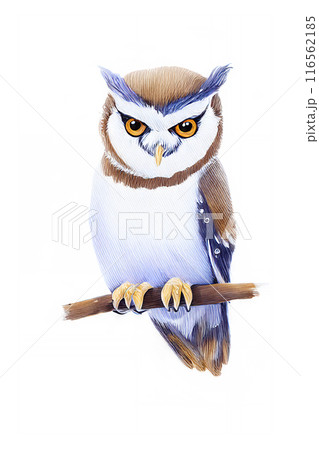 止まり木、可愛い手描き風の梟、油絵・アナログタッチ、ワシミミズク、フクロウのイラスト 116562185
