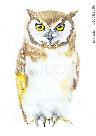止まり木、手描き風の梟、油絵・アナログタッチ、ワシミミズク、フクロウのイラスト 116562206