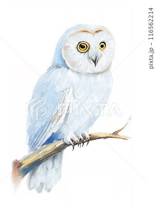 止まり木、手描き風の梟、油絵・アナログタッチ、メンフクロウ、フクロウのイラスト 116562214