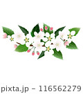 可憐なリンゴの花のイラスト 116562279