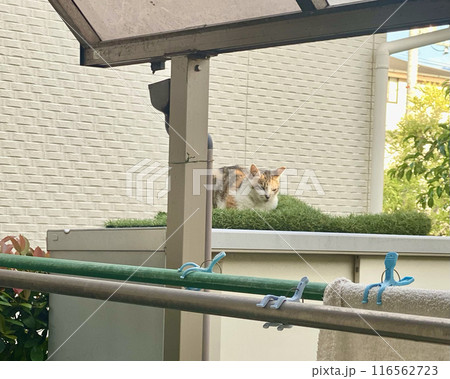 物置の上に乗るシマ三毛猫さん 物置の上に乗るシマ三毛猫さん 116562723