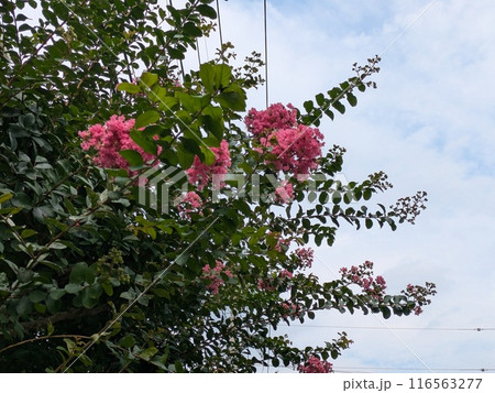 初夏の公園に咲くピンク色のサルスベリの花 116563277