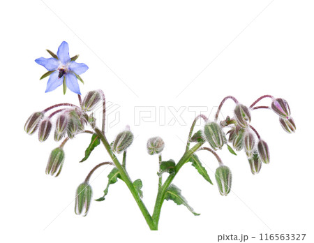 Borage flowers isolated on white background. Borago officinalis bush. Clipping path. Borage flowers isolated on white background. Borago officinalis bush. Clipping path. 116563327
