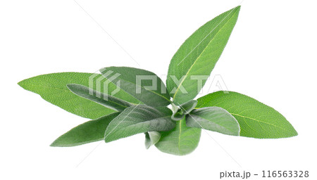 Fresh sage herb isolated on white background. Salvia Officinalis leaves. Medicinal and culinary herb. Clipping path. Fresh sage herb isolated on white background. Salvia Officinalis leaves. Medicinal and culinary herb. Clipping path. 116563328