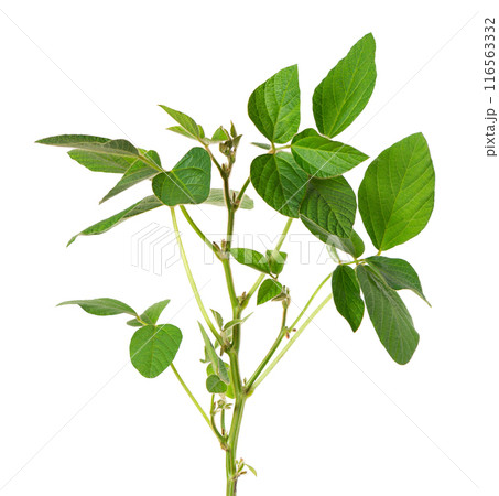 Green soybean bush isolated on white background. Soy bean plant. 116563332