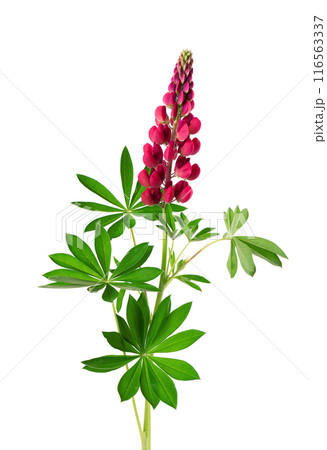 Red lupine flower isolated on white background. Bunch of colorful lupines, spring flower. Red lupine flower isolated on white background. Bunch of colorful lupines, spring flower. 116563337