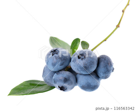 Blueberry branch isolated on white background. Bilberry or whortleberry with green leaves. Clipping path. 116563342