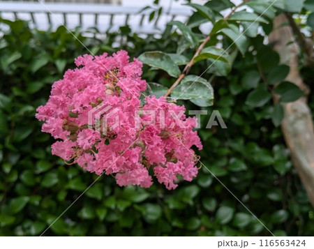 初夏の庭に咲くピンク色のサルスベリの花 116563424