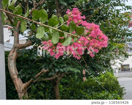 初夏の庭に咲くピンク色のサルスベリの花 116563426