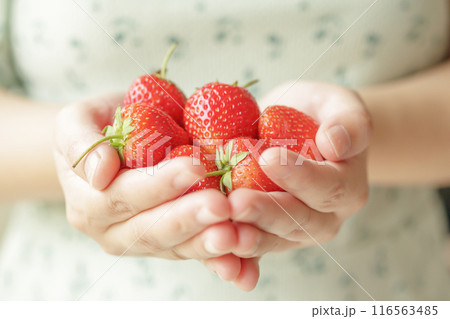 Woman hands holding fresh red strawberries close up Woman hands holding fresh red strawberries close up 116563485