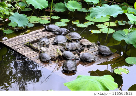 蓮池の休憩所に集まった亀たち 蓮池の休憩所に集まった亀たち 116563612