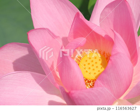 蓮の花 蓮の花 116563627