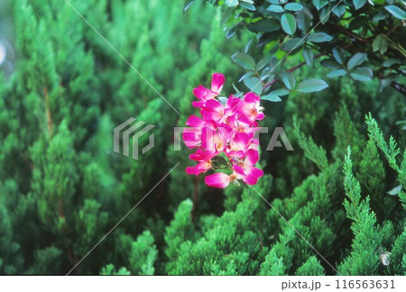 緑の中のバラ 116563631