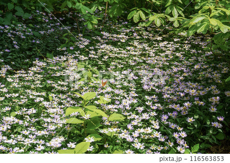 咲き誇るミヤコワスレとヒョウモンチョウ 116563853