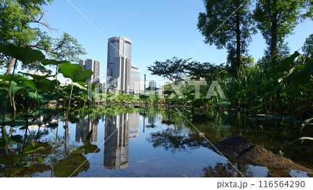 水たまりに反射する光景 116564290