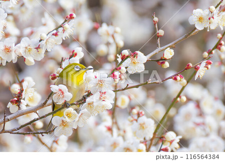 梅の木に留るメジロ 116564384