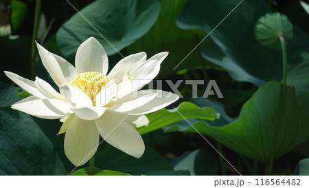 スイレンの花 116564482