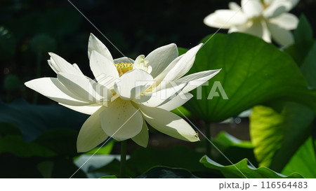 スイレンの花 116564483