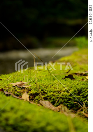 濁流の鵜の瀬　苔と枯葉 116564883