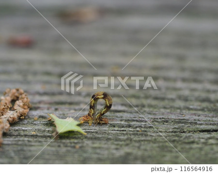 尺取虫のクローズアップ 尺取虫のクローズアップ 116564916