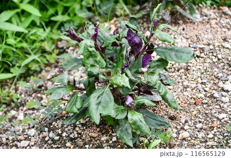 スイゼンジナ 116565129