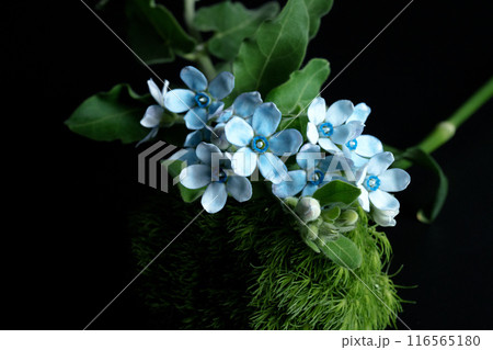 輝いているように見えるブルースター 116565180